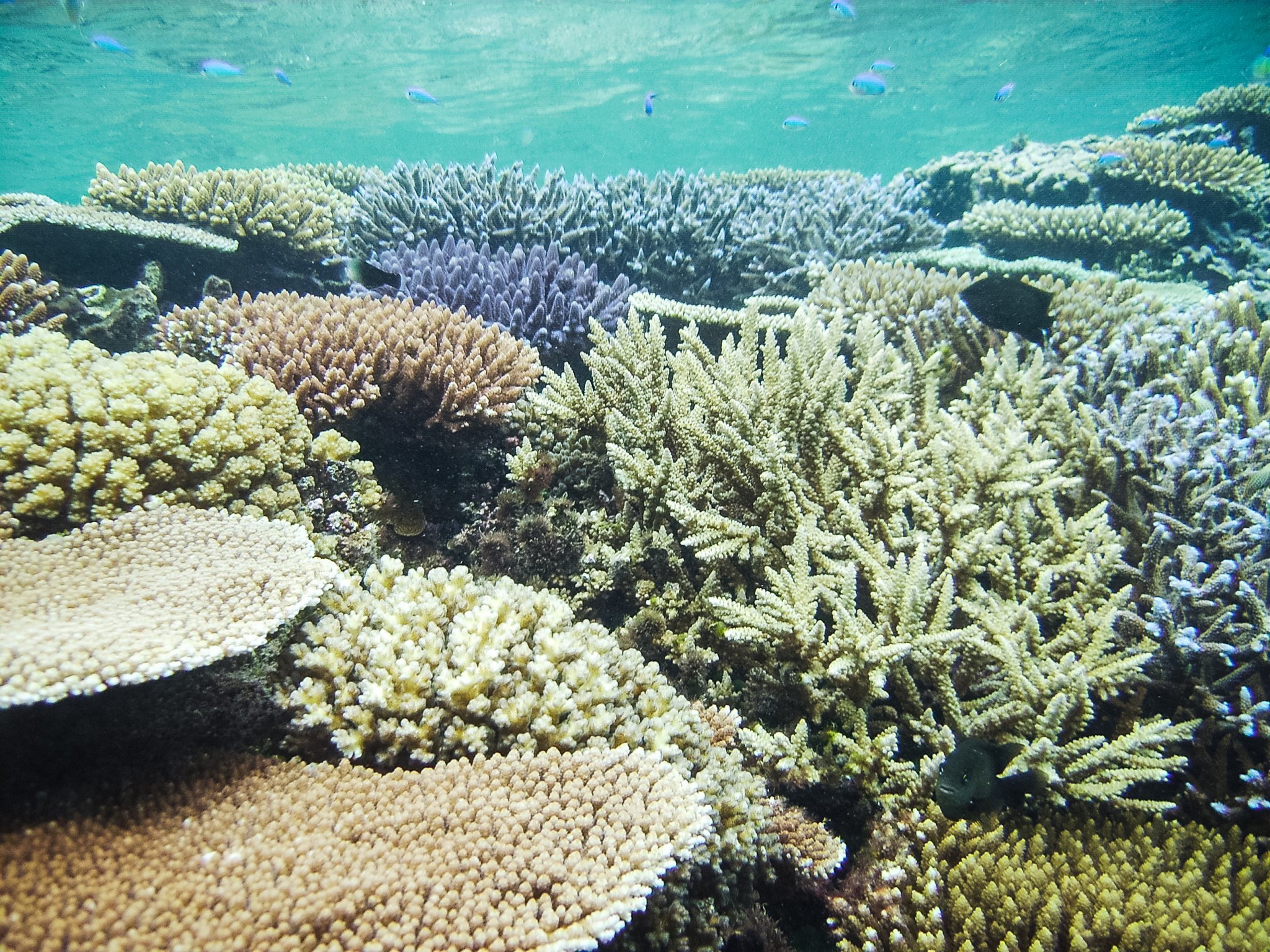 Acropora