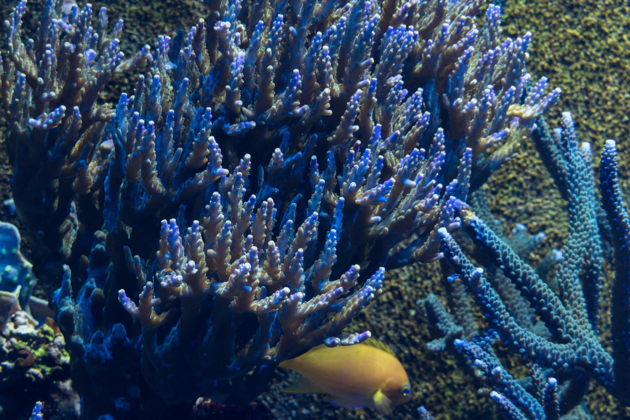 Acropora