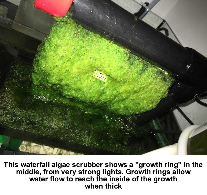 Algae Scrubber 4