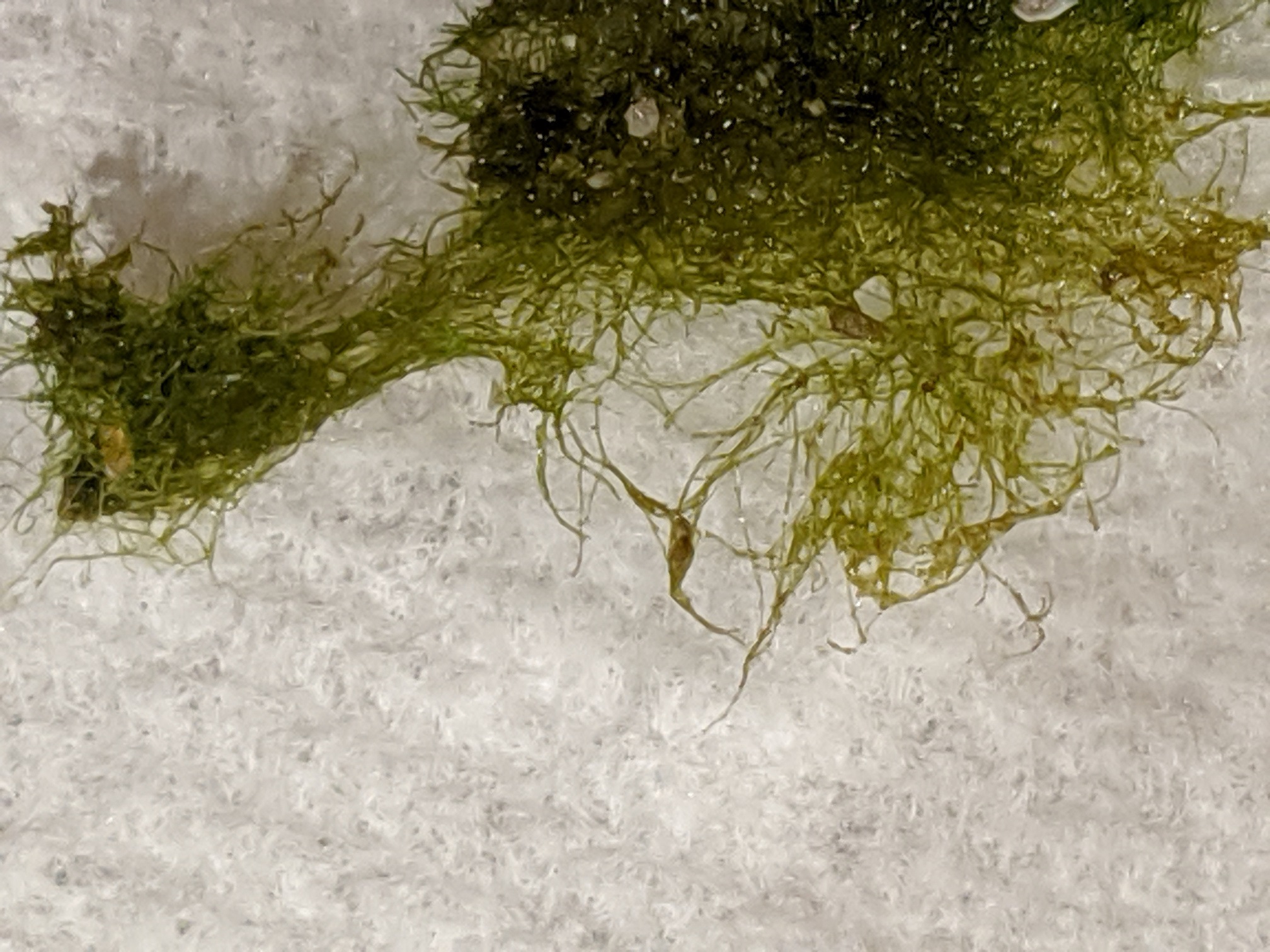 Algae