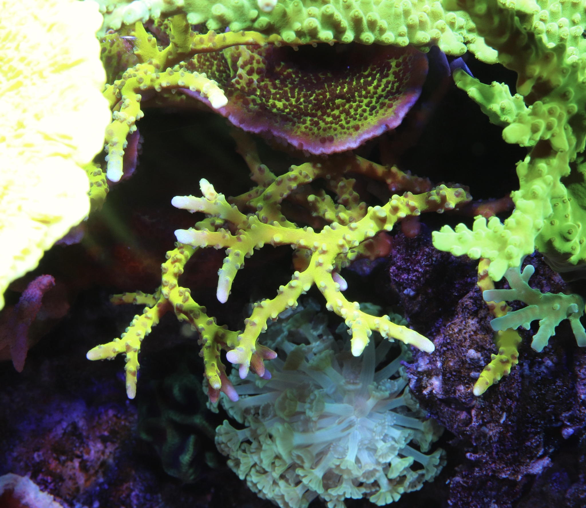 Anacropora, green tort, and spongodes jumble