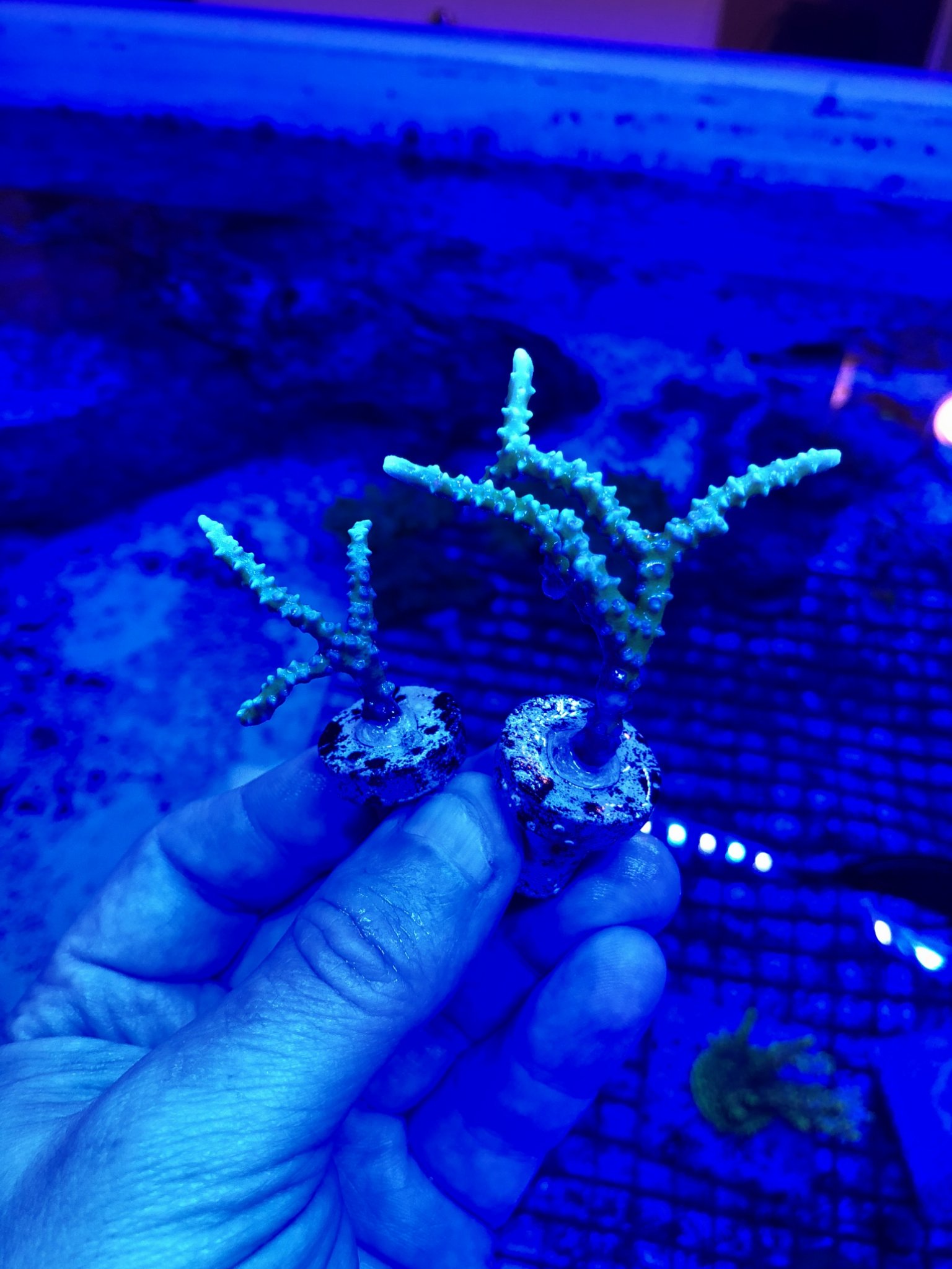 Anacropora