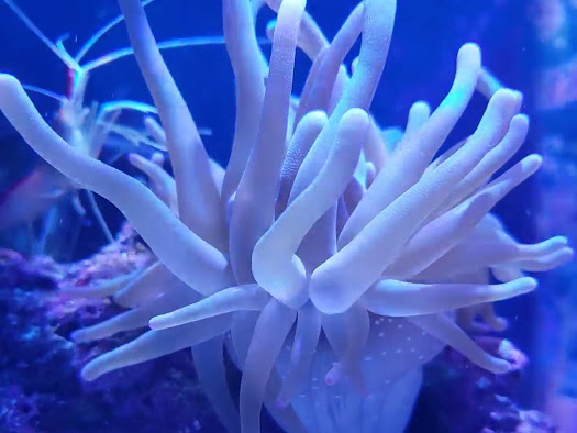 anemone eating.jpg