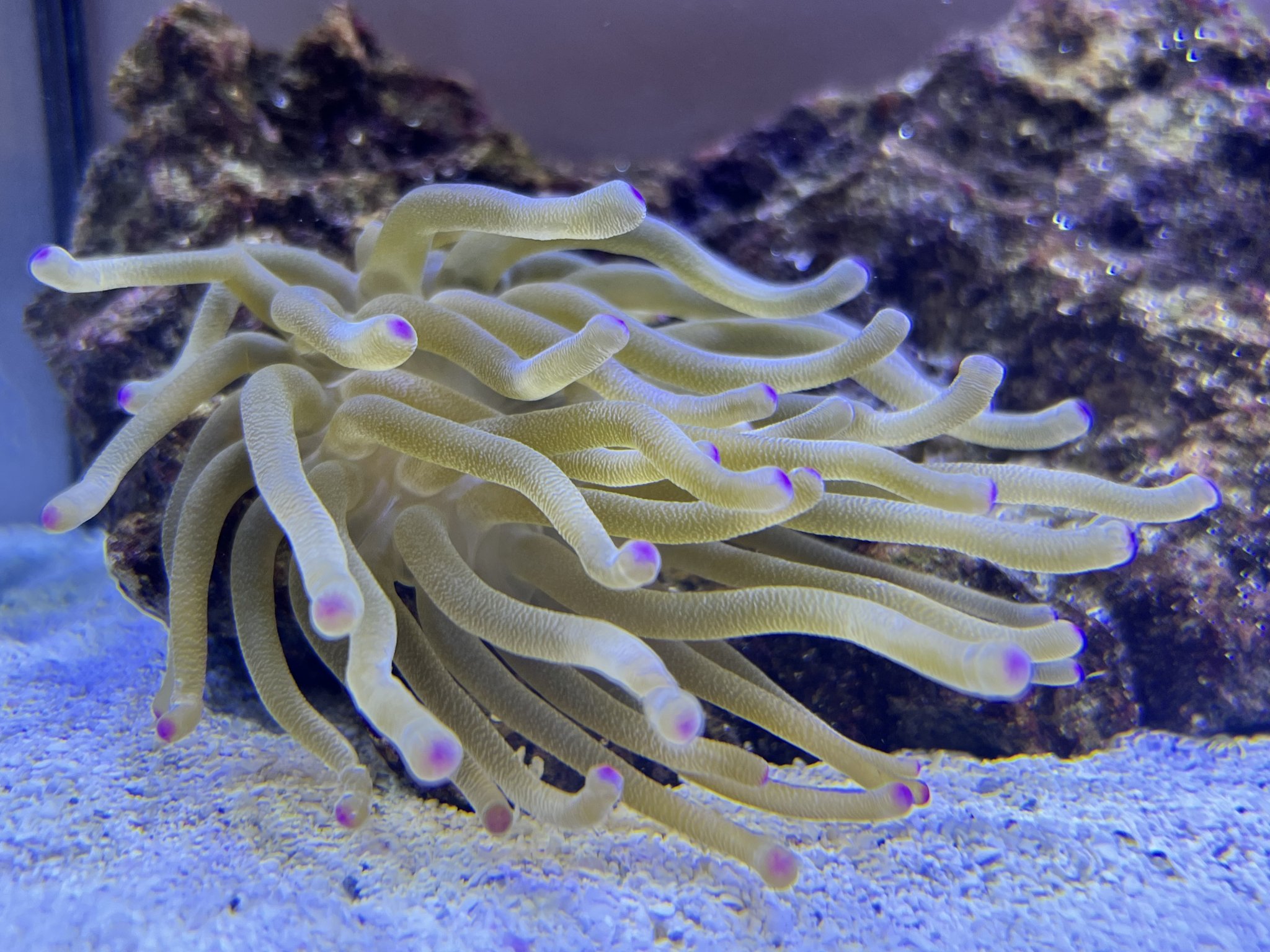 Anemone