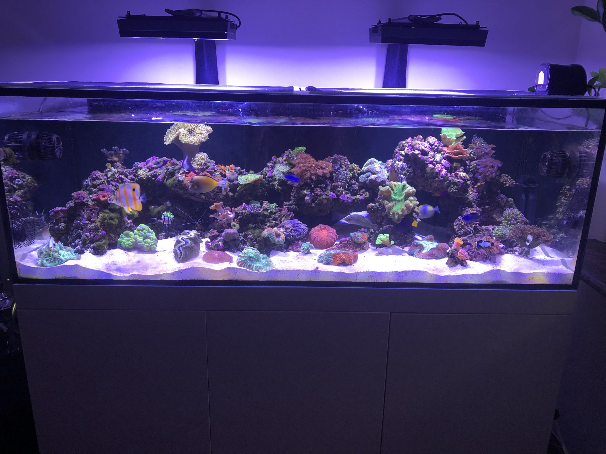 April 2019 tank with whites on.