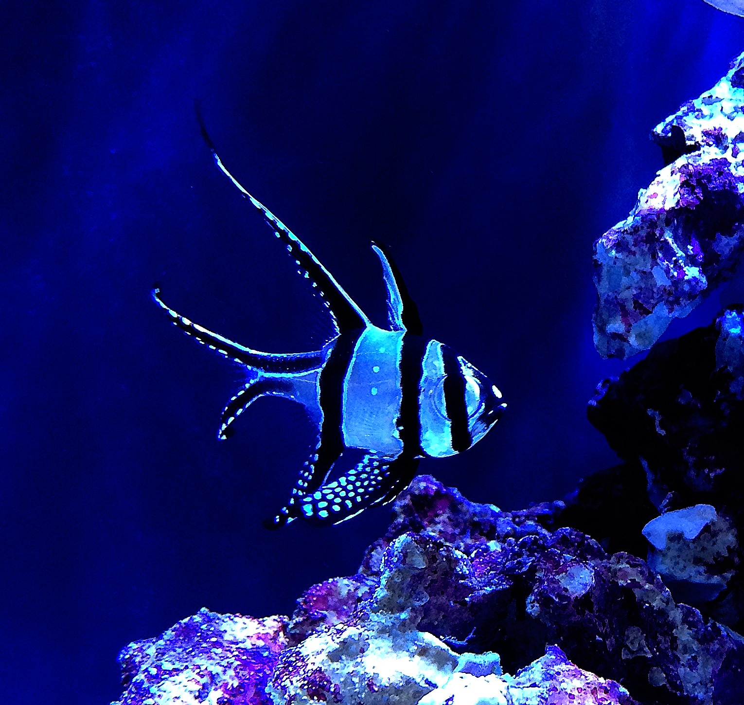 Banggai Cardinal