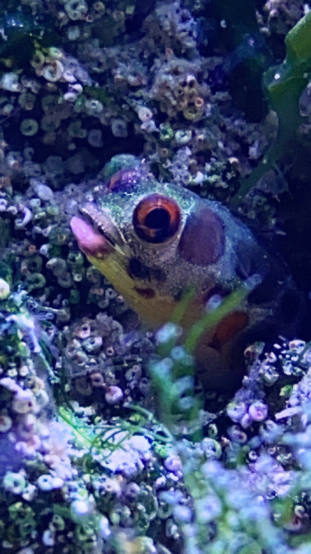 BarnacleBlenny1.jpeg