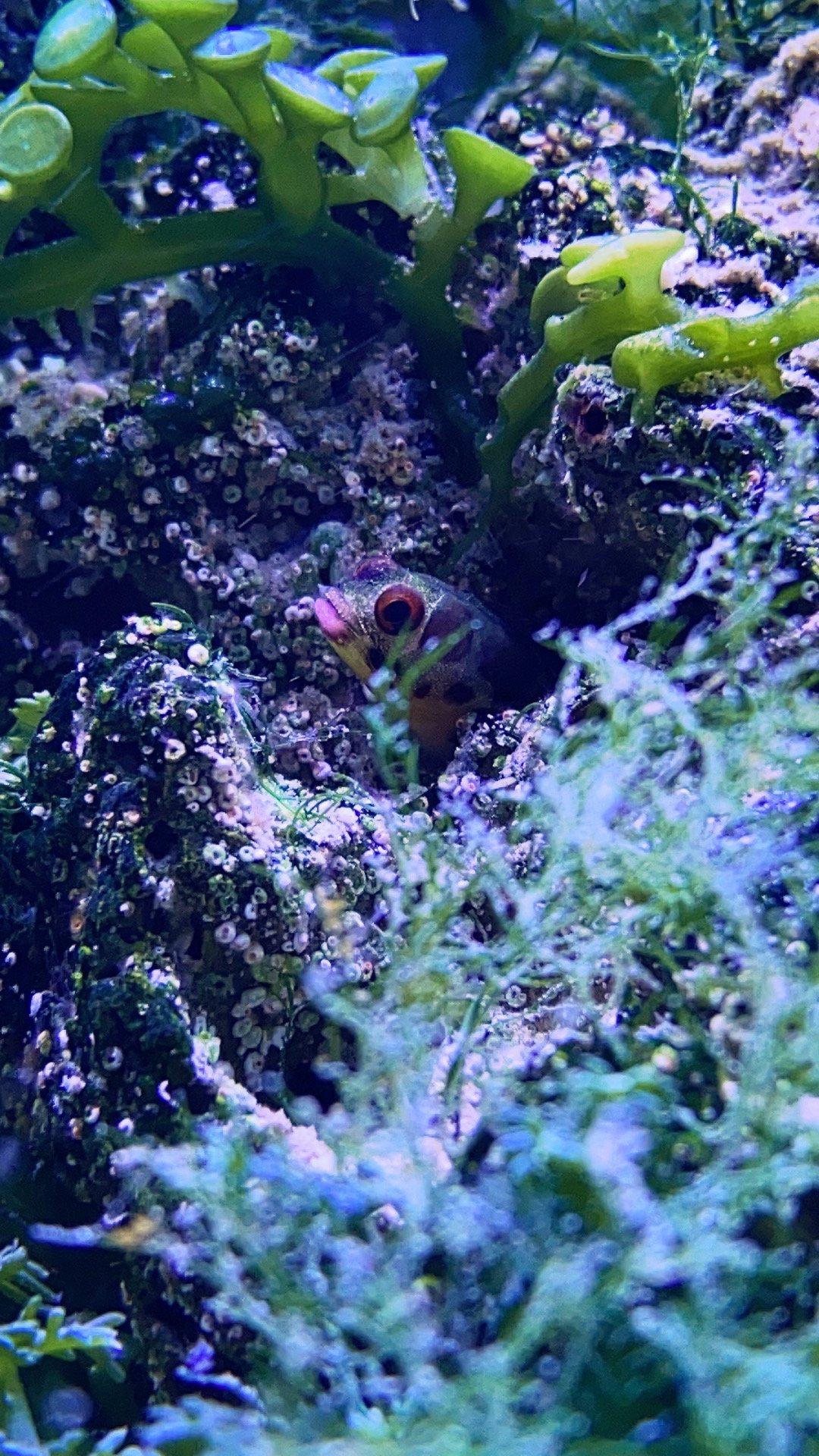 BarnacleBlenny2.jpeg