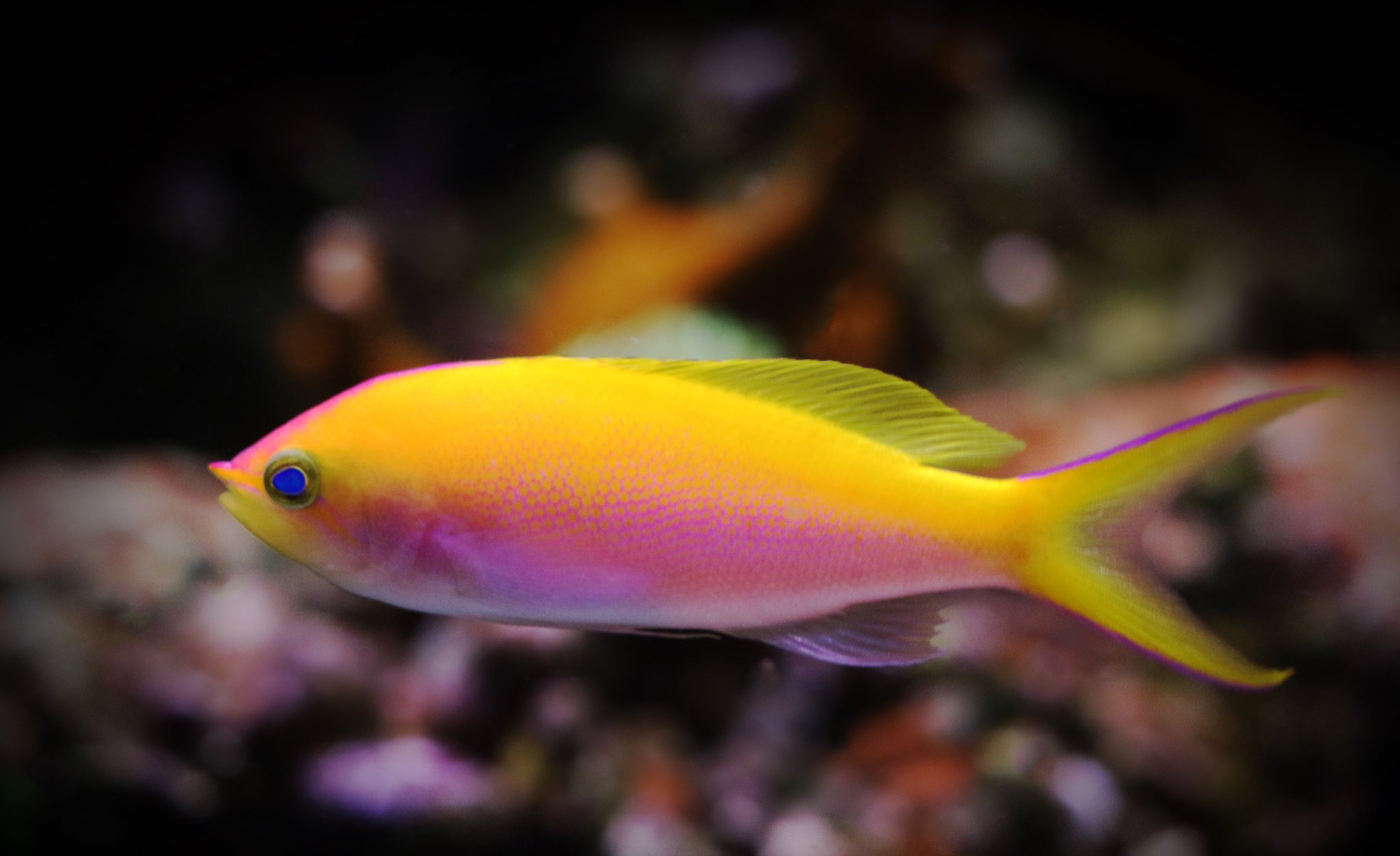 Bartletts Anthias