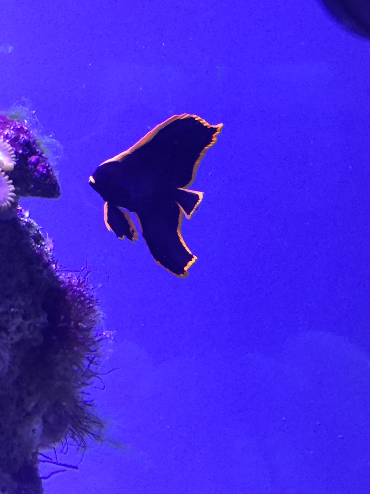 Bat fish