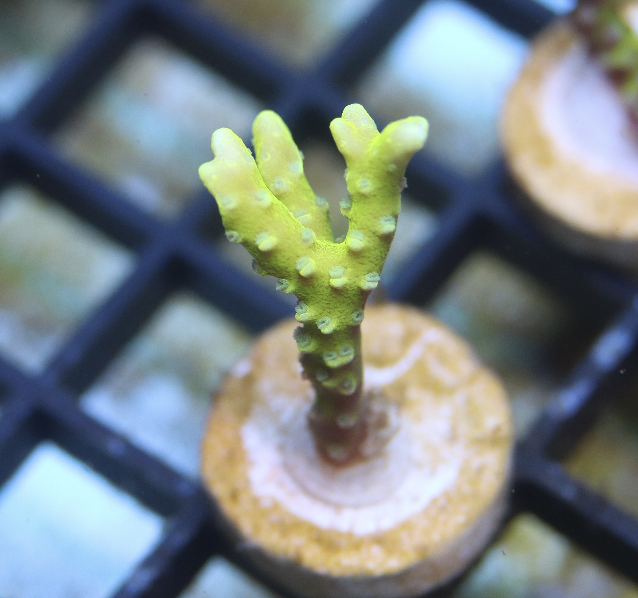 Bio-reef anacropora frag