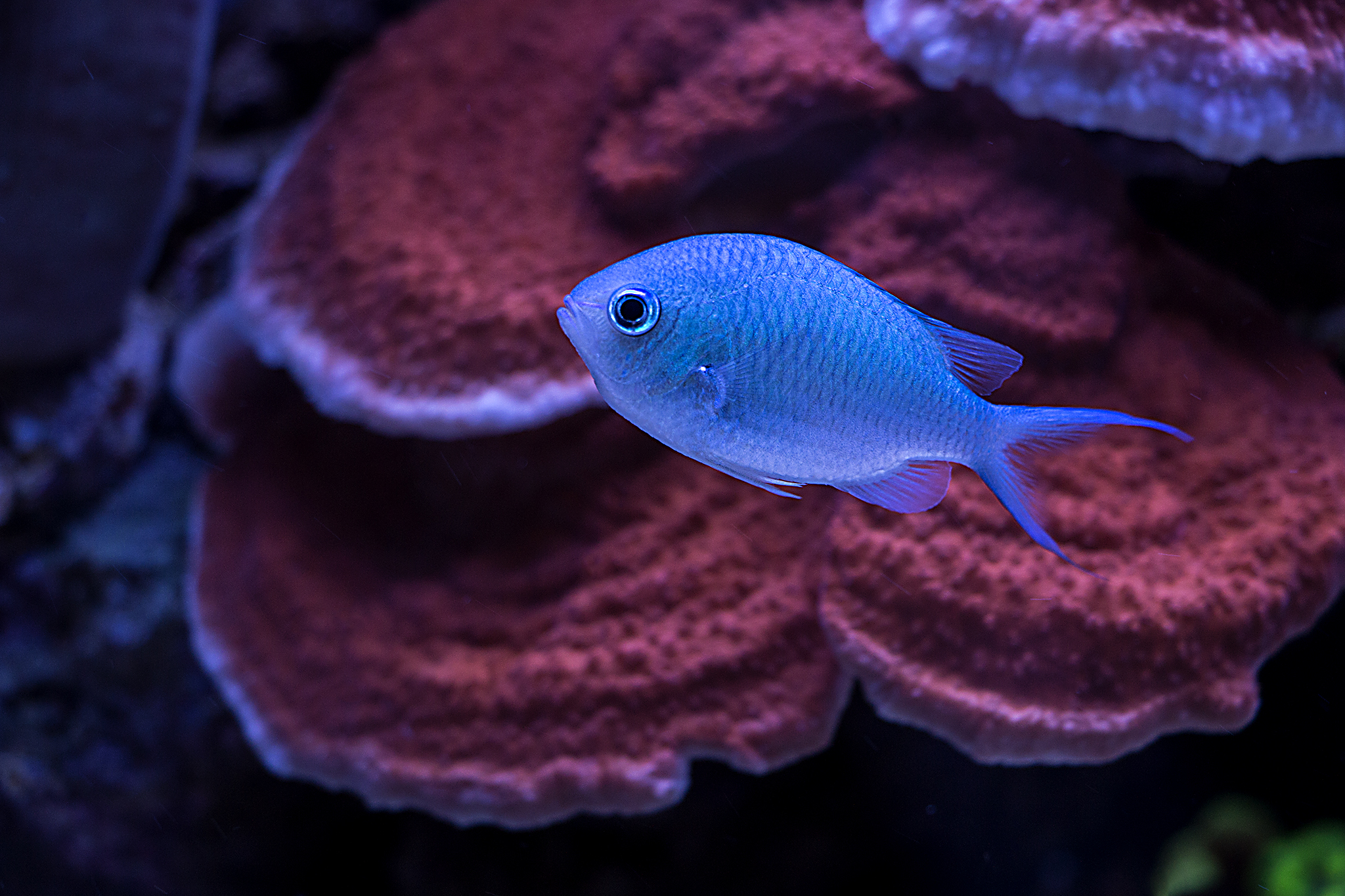 Black Axil Chromis