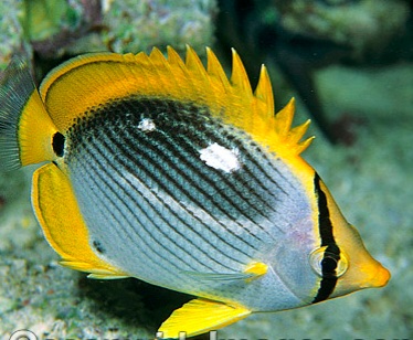 black-back-butterflyfish-24M1022-27.jpg