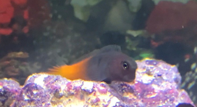 Blenny.jpg