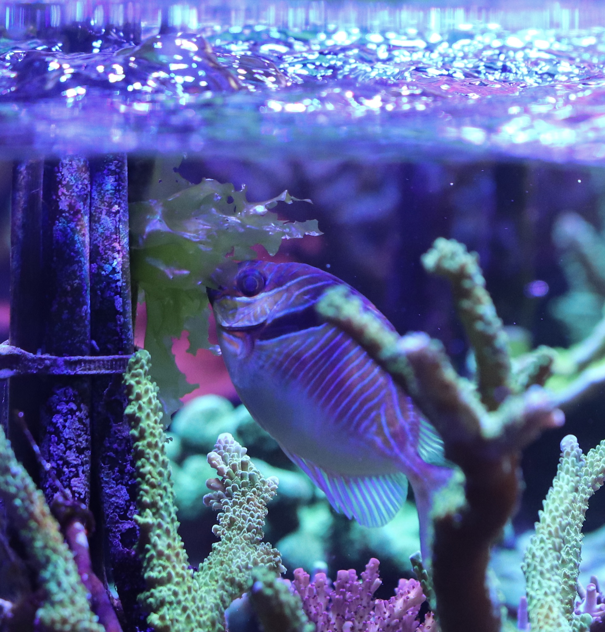 Blue-lined Rabbitfish Eating Sea Lettuce