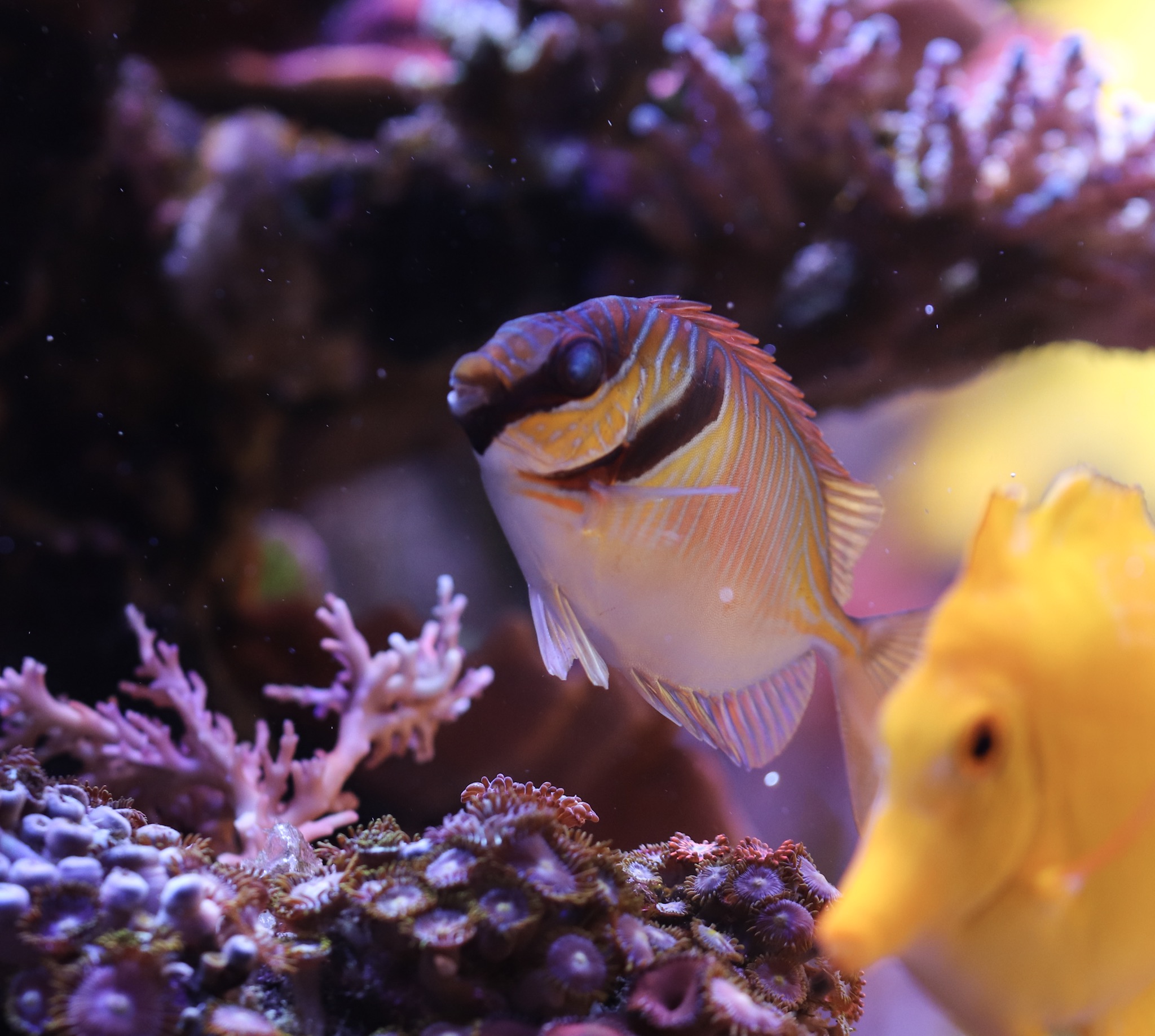 Blue-lined rabbitfish