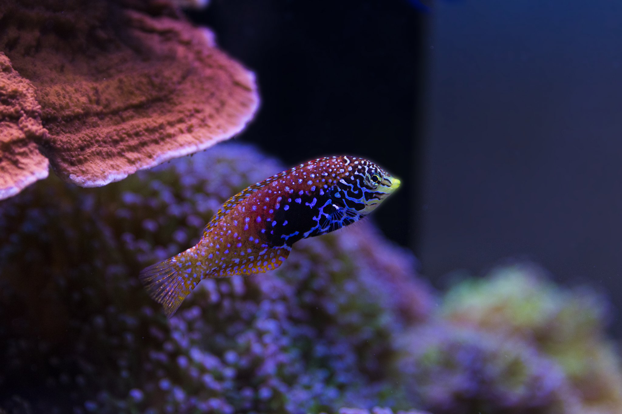 Blue Star Leapord Wrasse