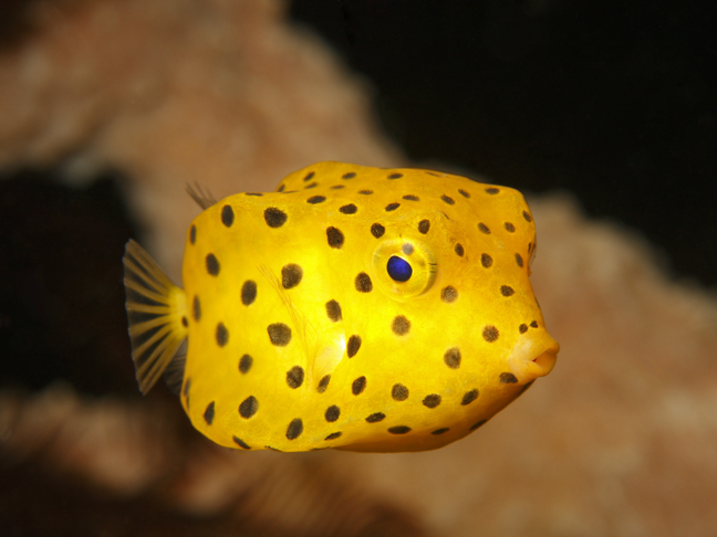 Boxfish