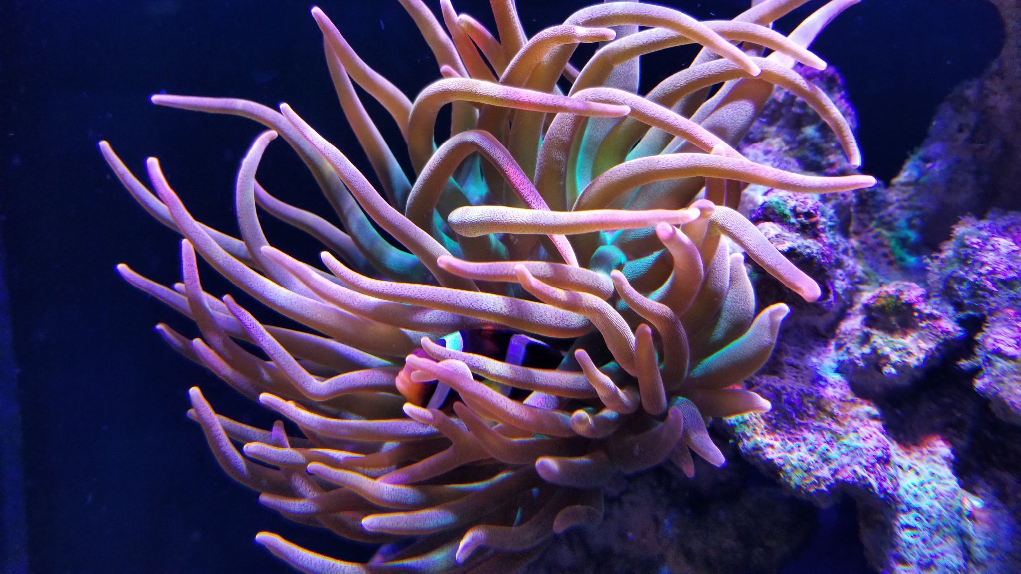 Bubble tip anemone