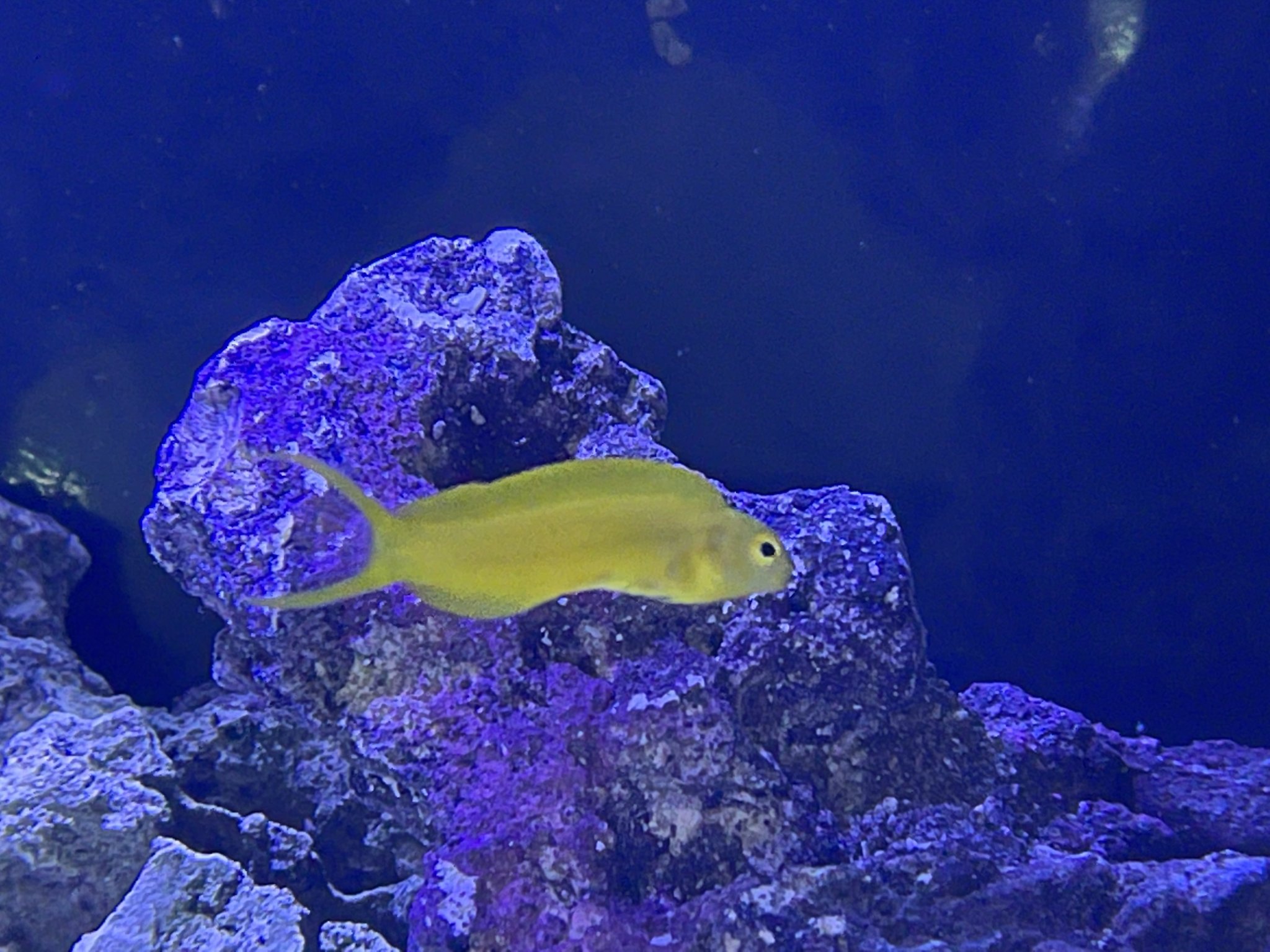 Canary Blenny