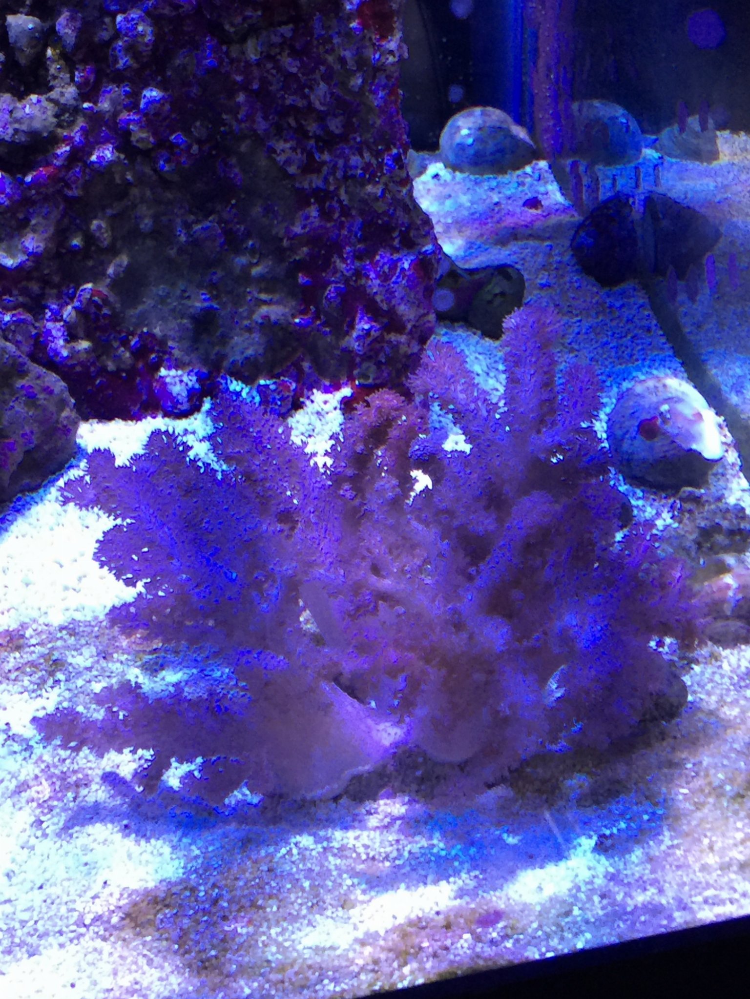 Cauliflower Colt Coral