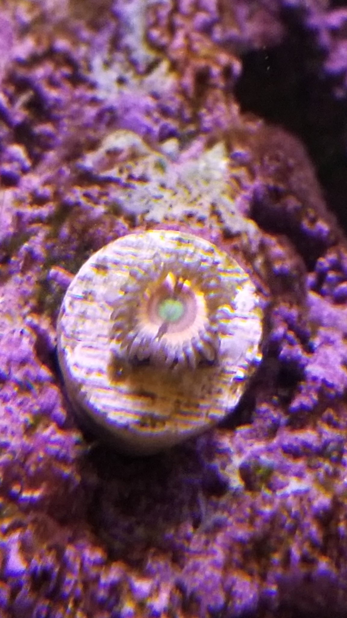 CB hppc zoa