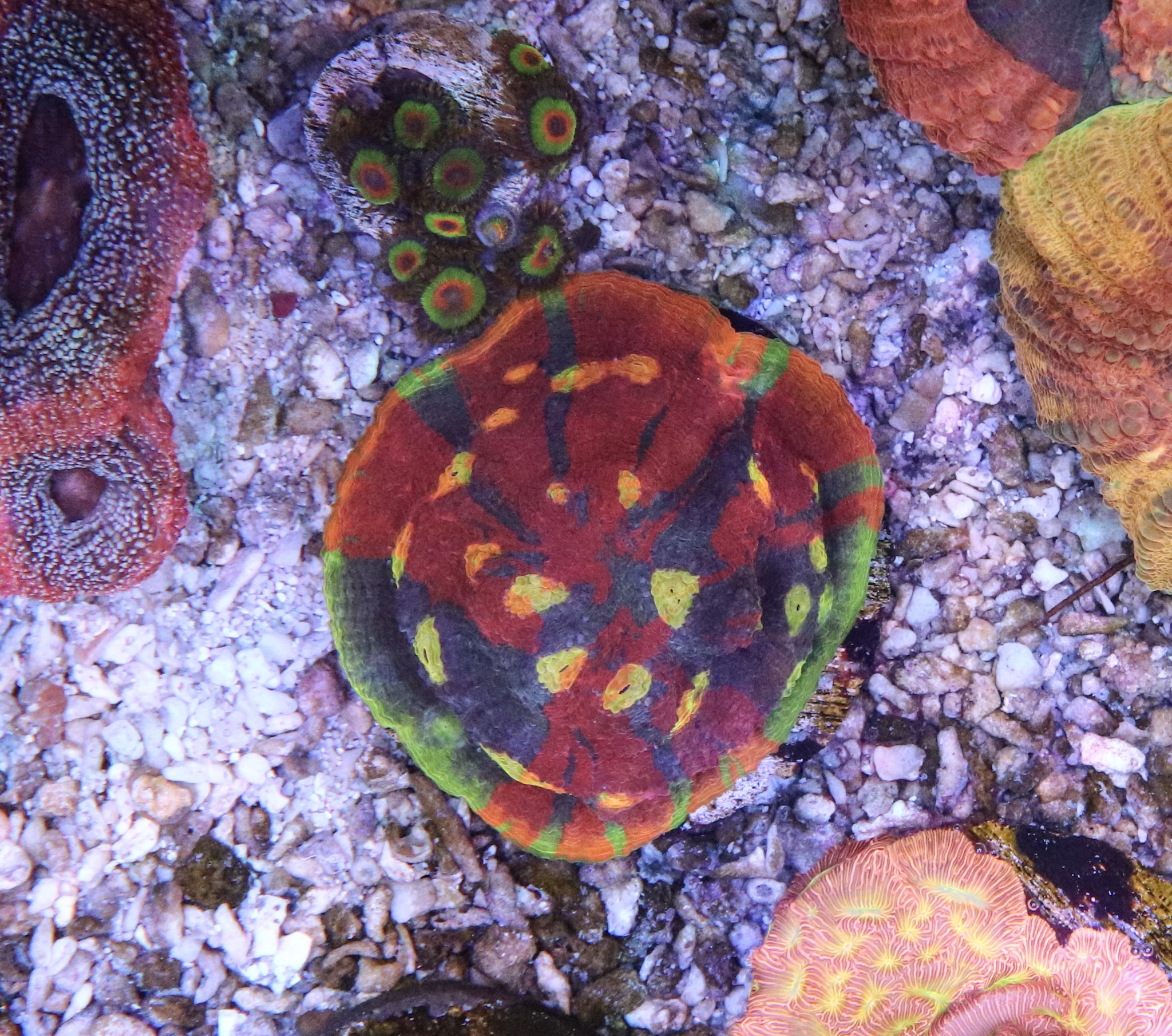 Cherry Corals royal flush chalice