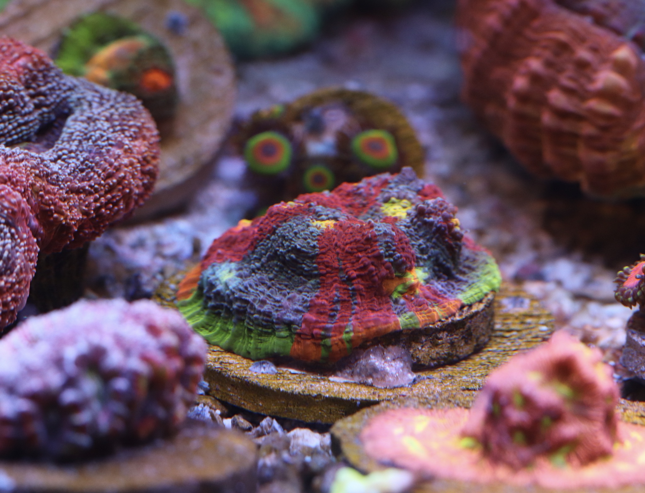 Cherry Corals Royal Flush Chalice