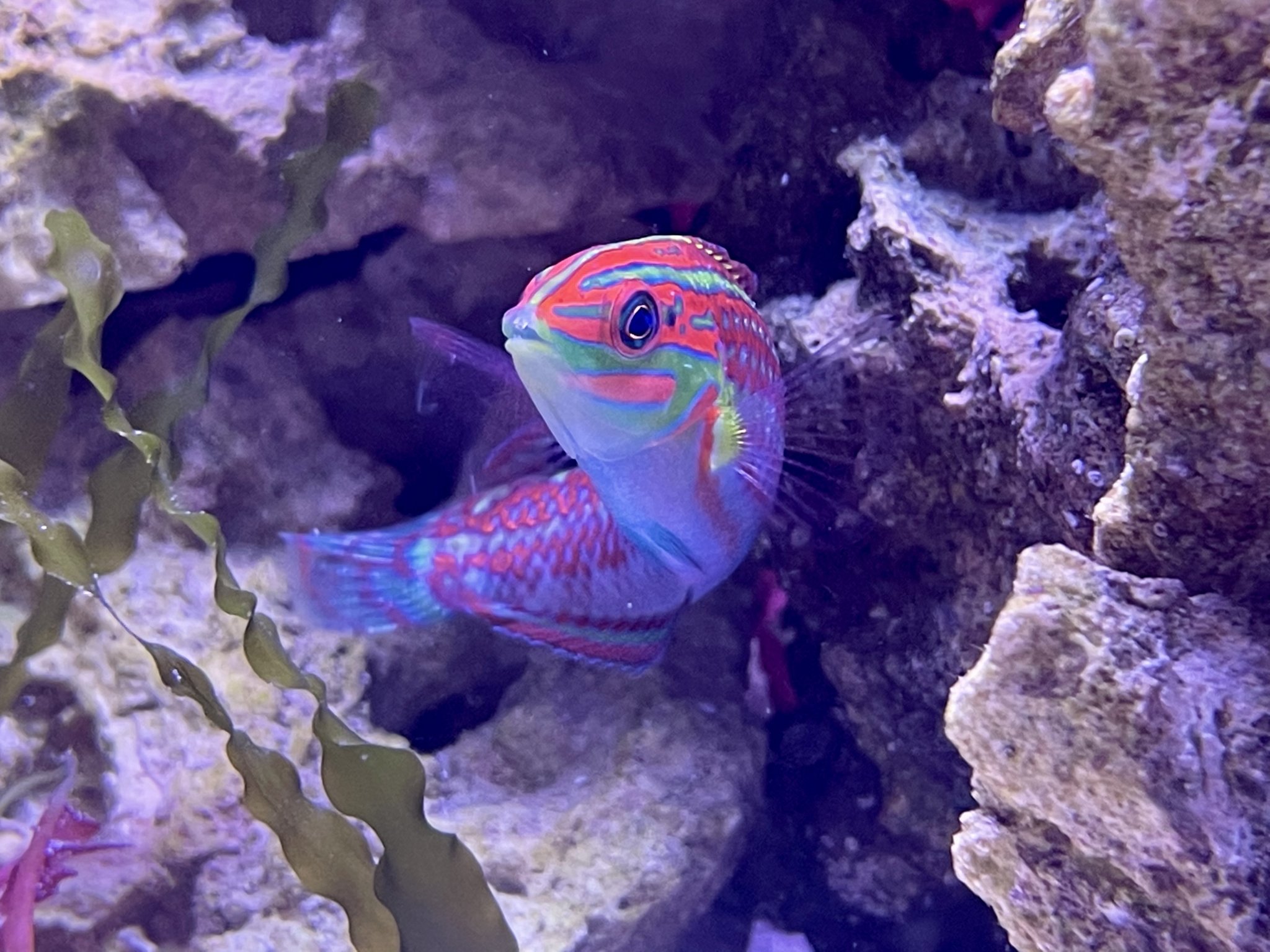 Christmas Wrasse