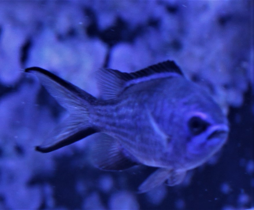 Chromis cyaneus 1.jpg