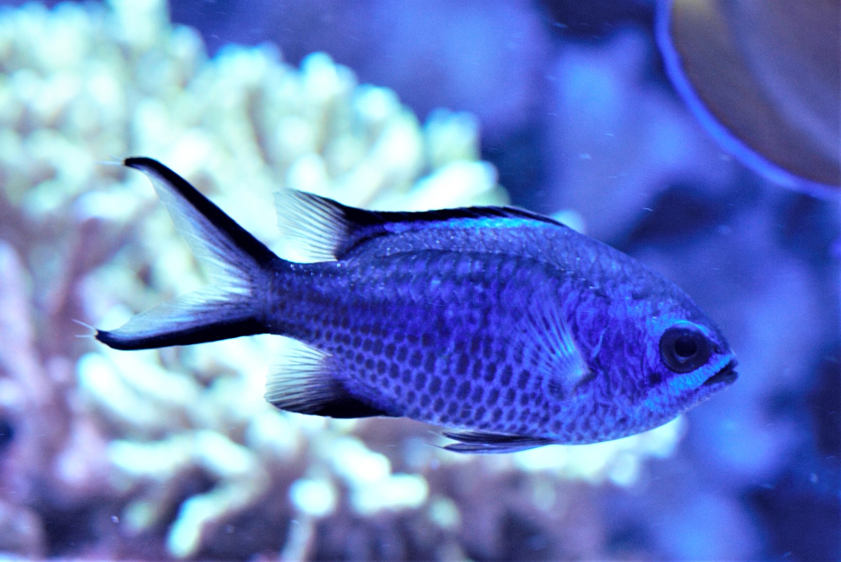 Chromis cyaneus 2.jpg