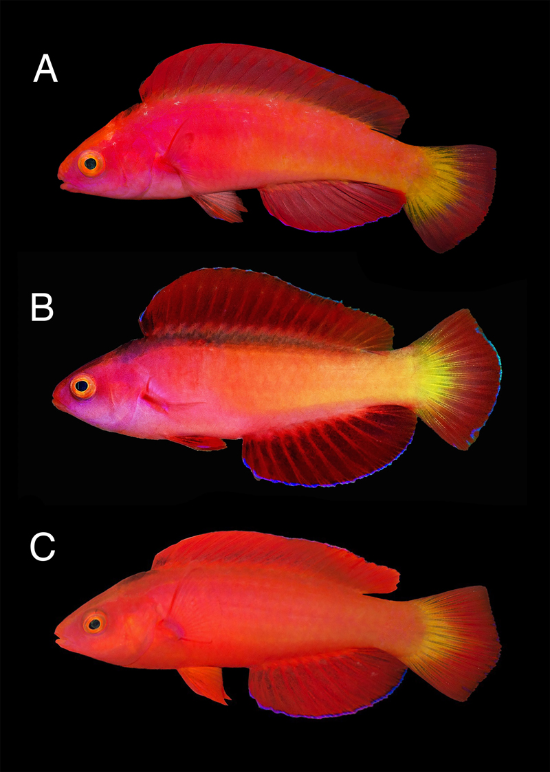 Cirrhilabrus-shutmani-appearance