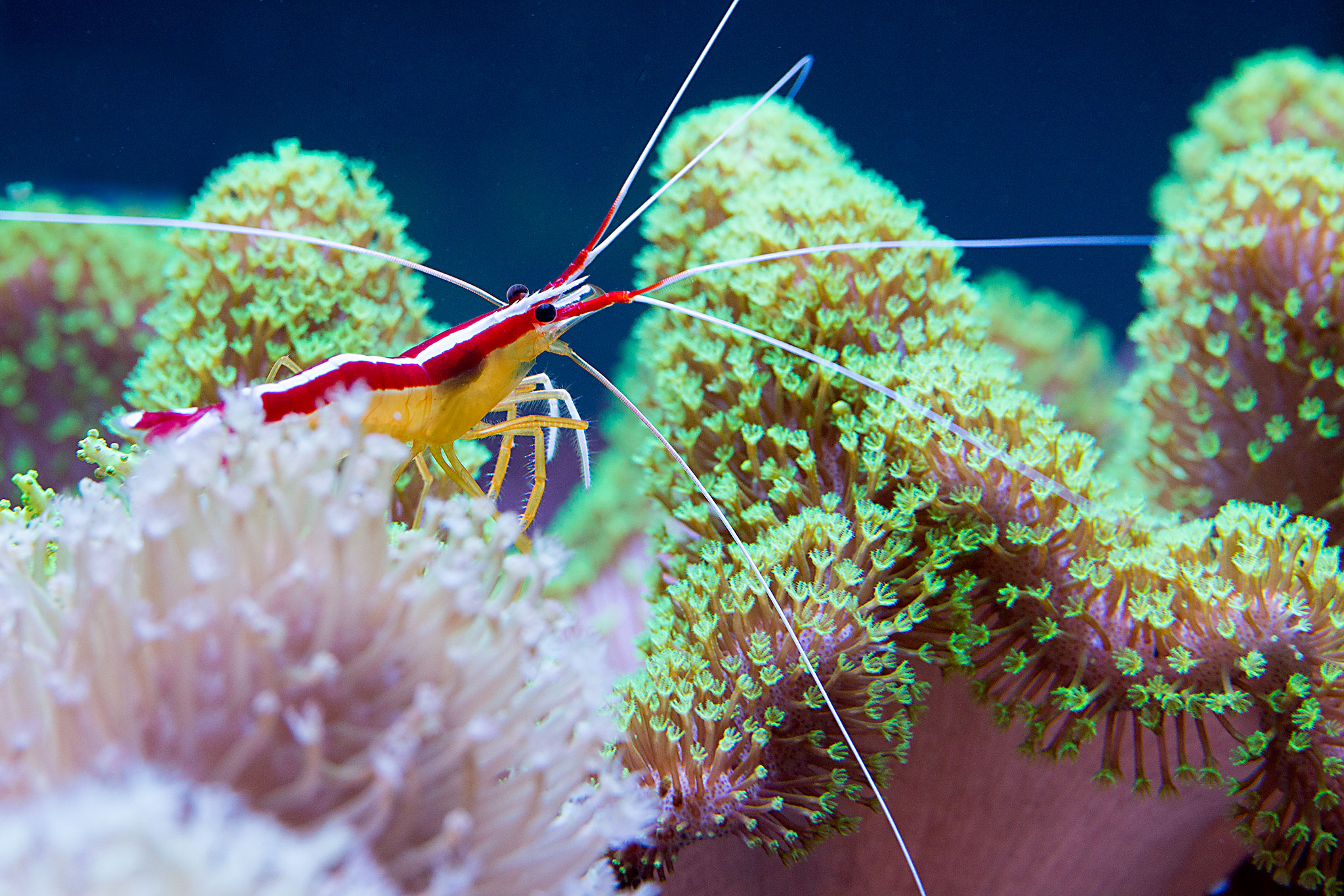 Cleaner Shrimp