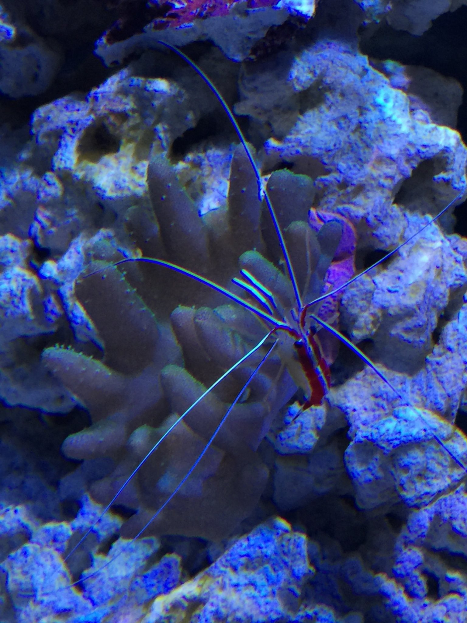 Cleaner shrimp