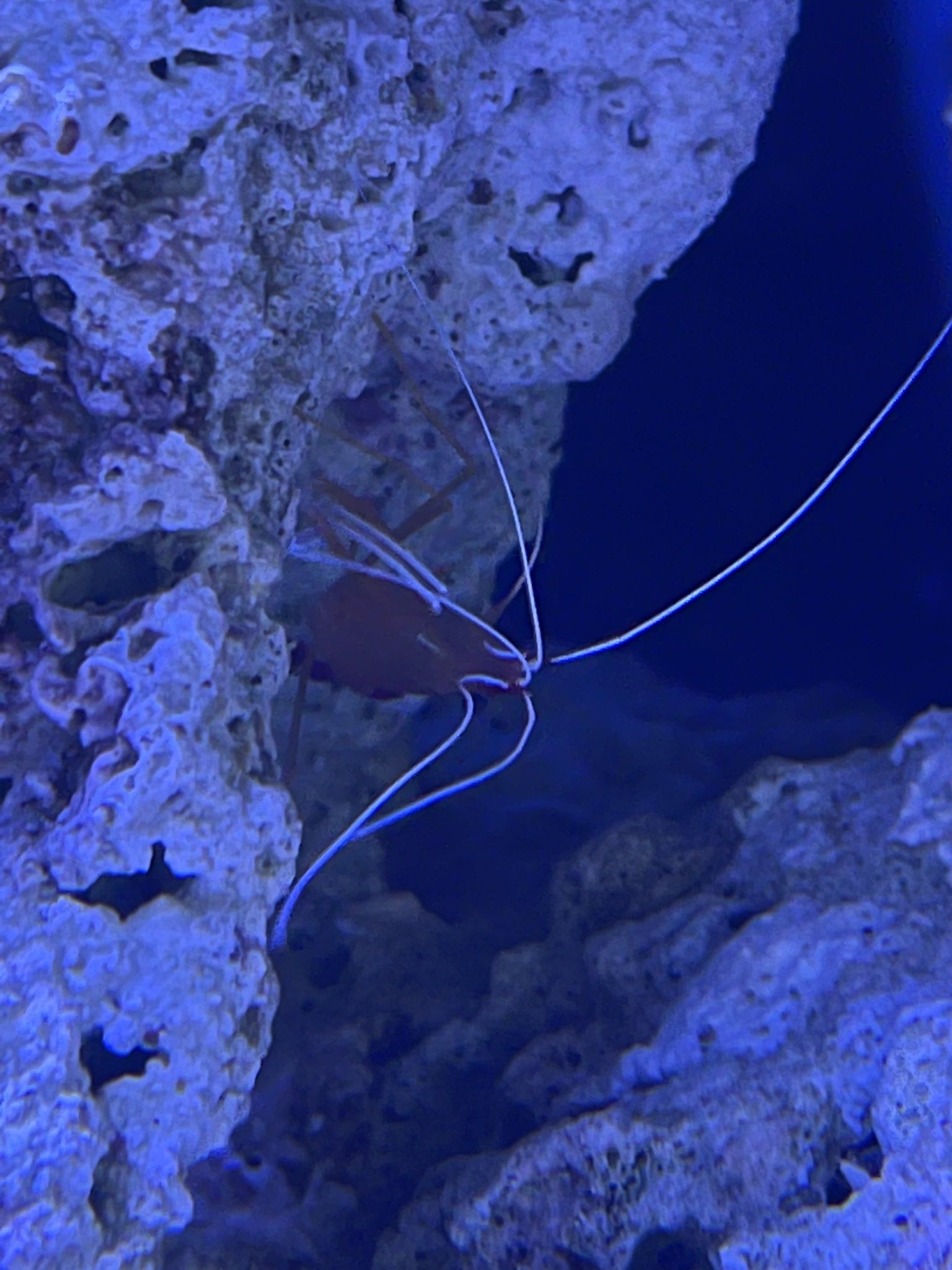 Cleaner Shrimp