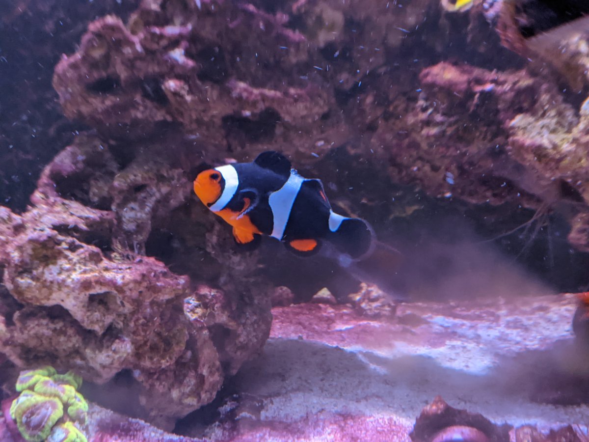 clownfish.jpg