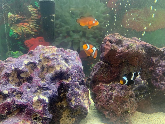 Clownfish.jpg