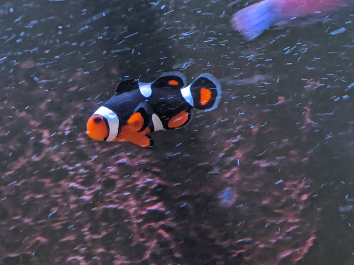 clownfish1.jpg