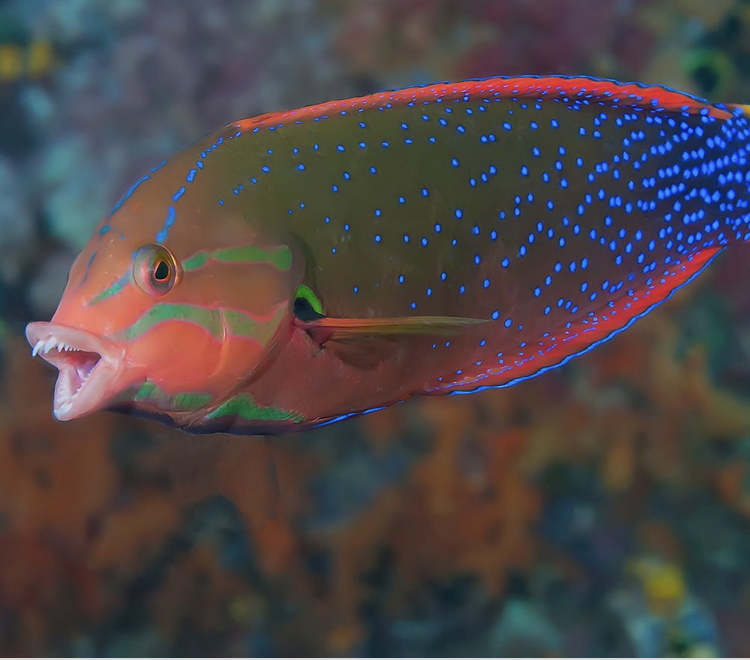 Favorite wrasse