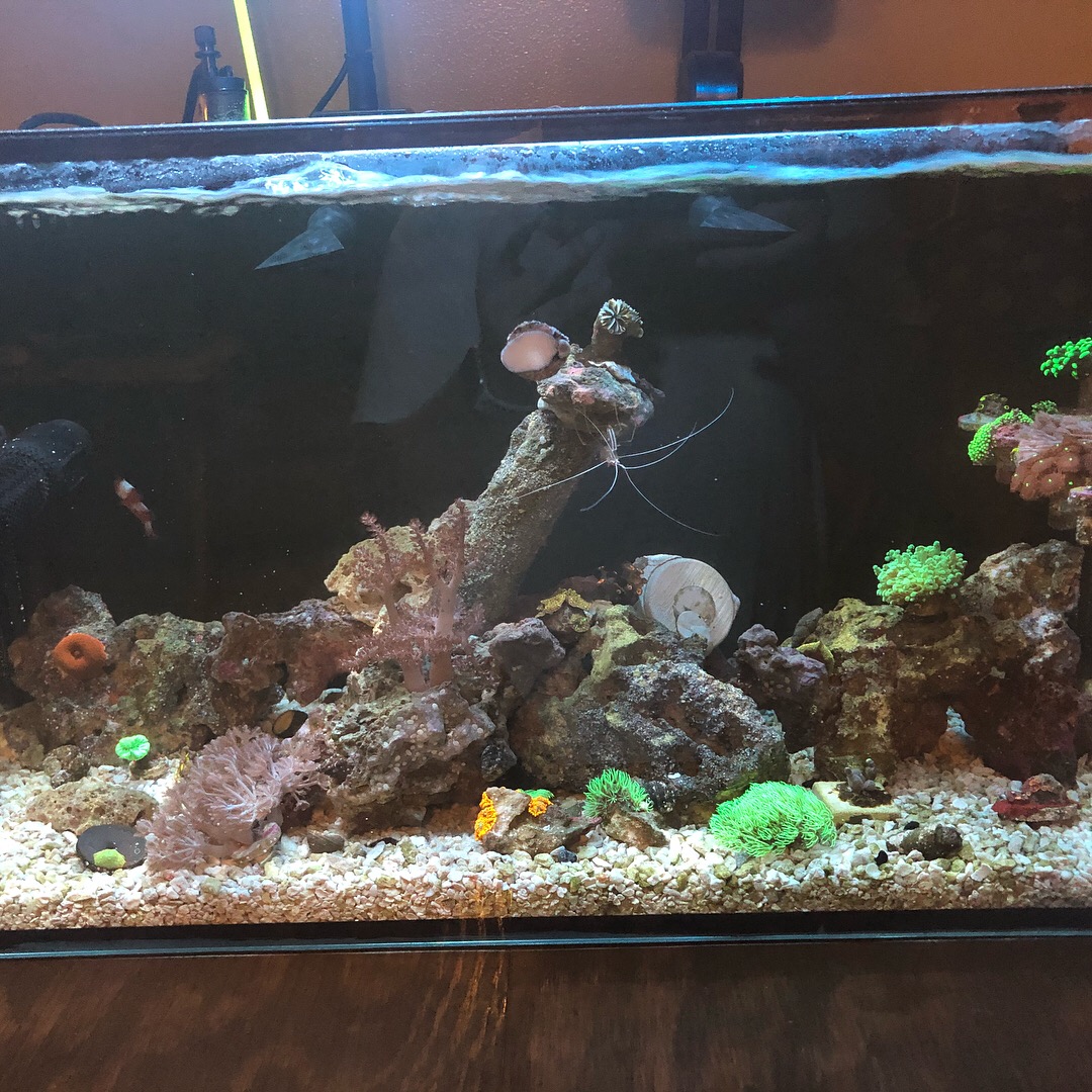 Full Nano Tank shot