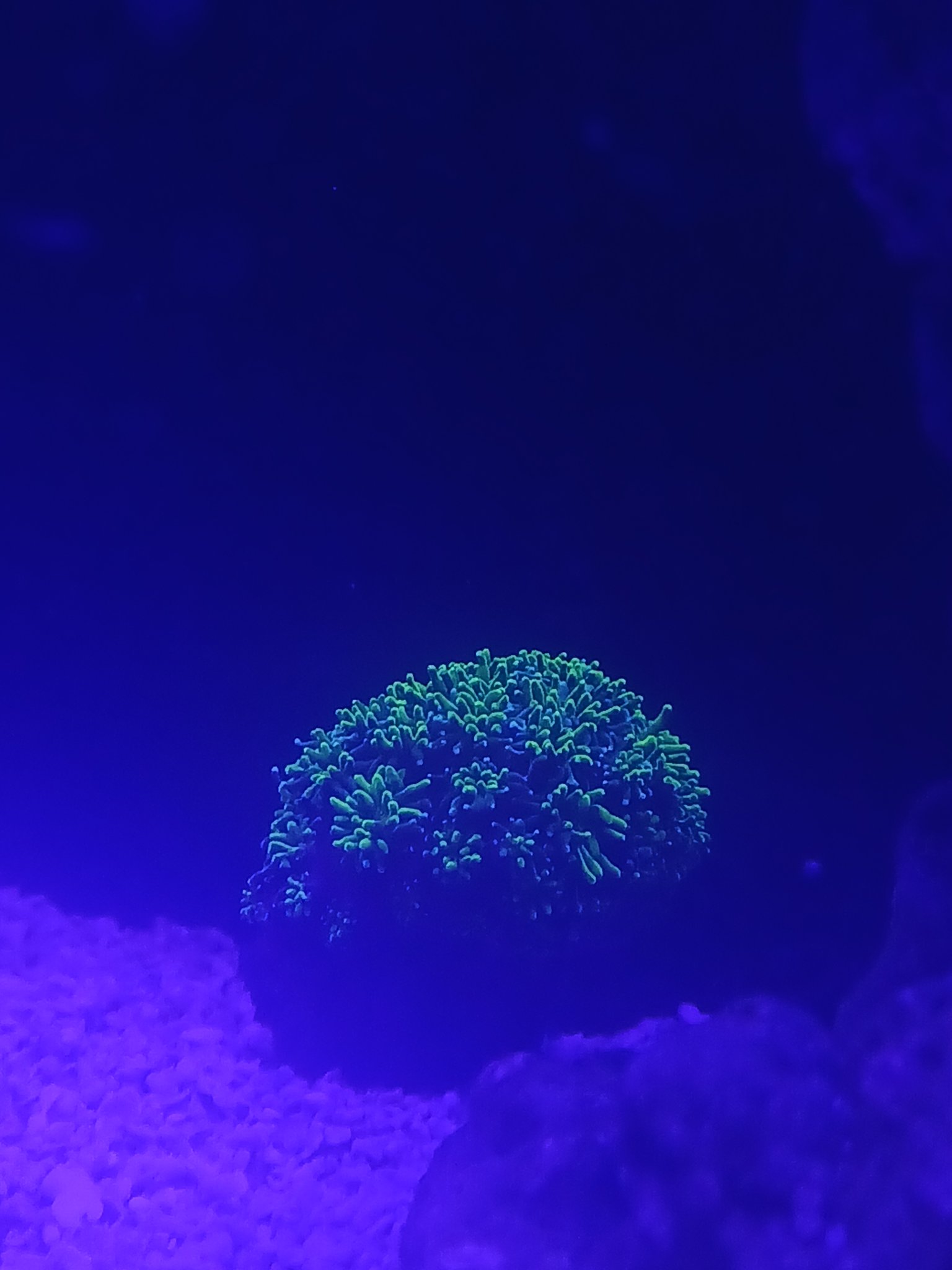 Galaxea Coral