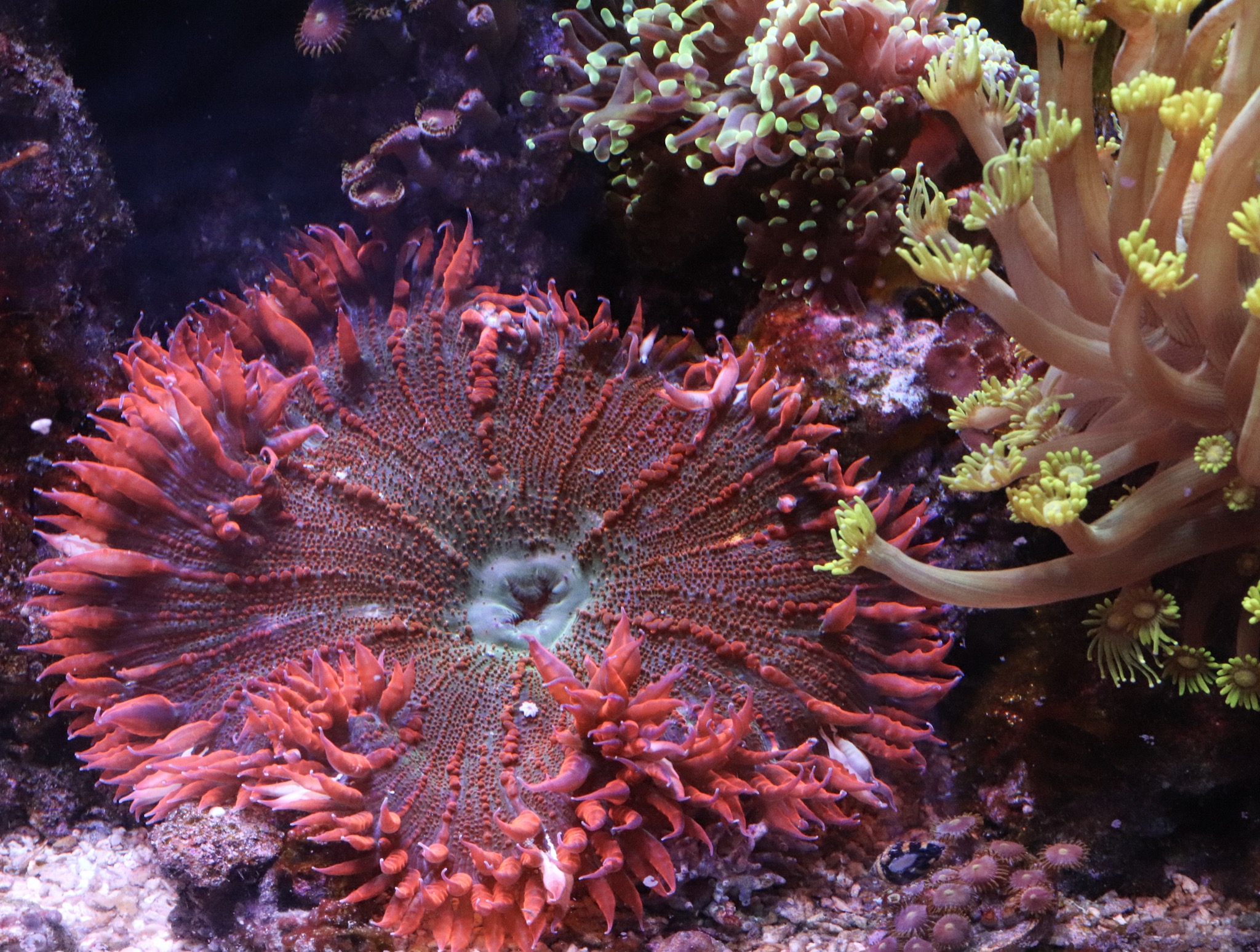 Giant red rock anemone