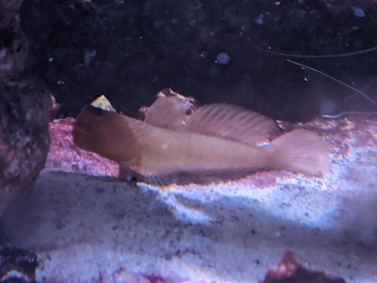 goby.jpg