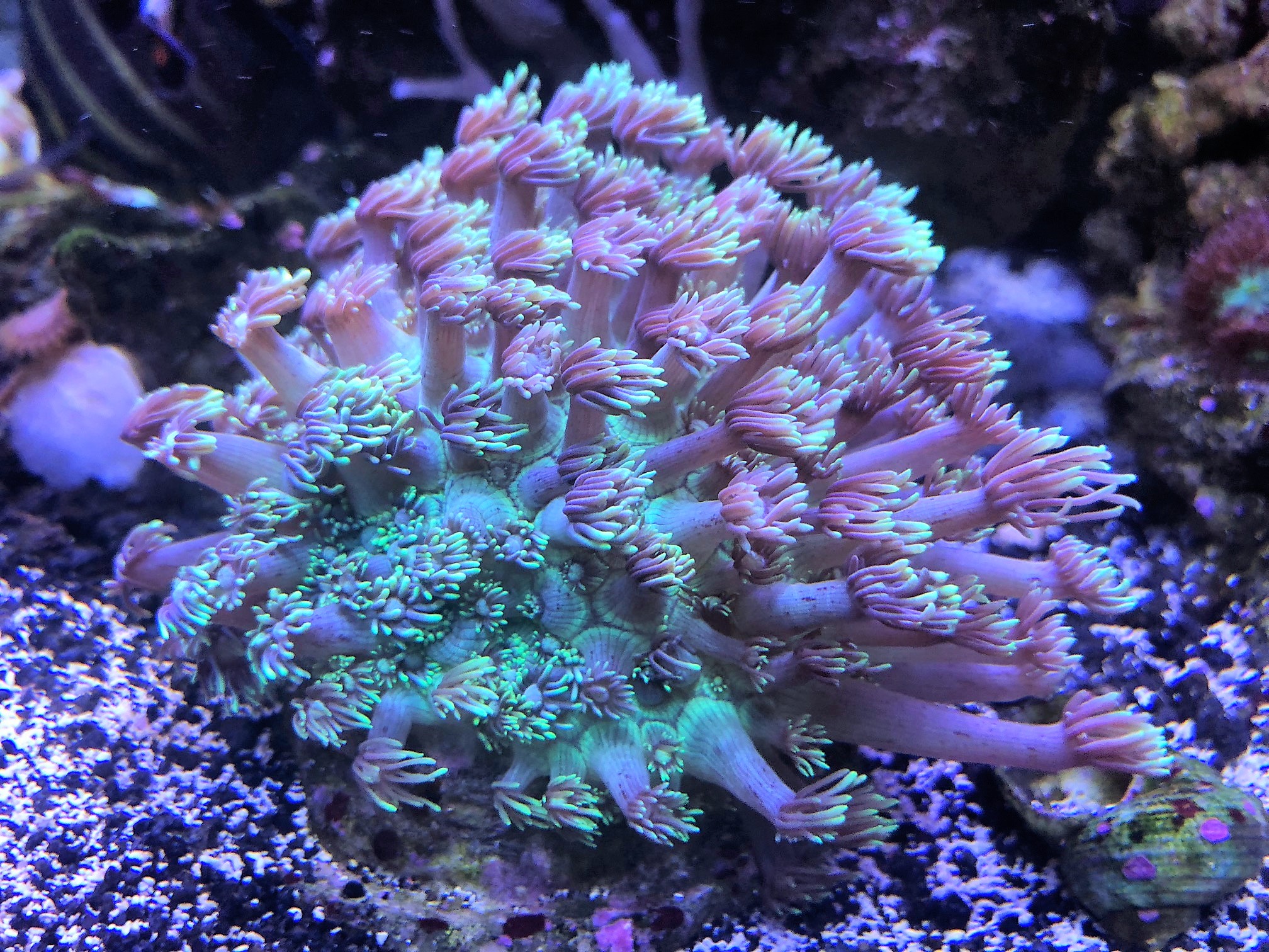 Green Gonipora