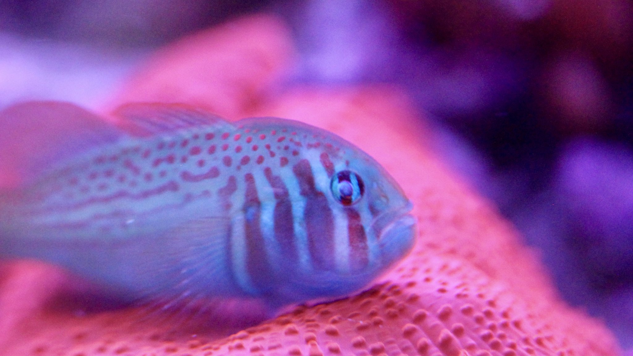 Green "Warpaint" Goby (Gobiodon atrangulatus)