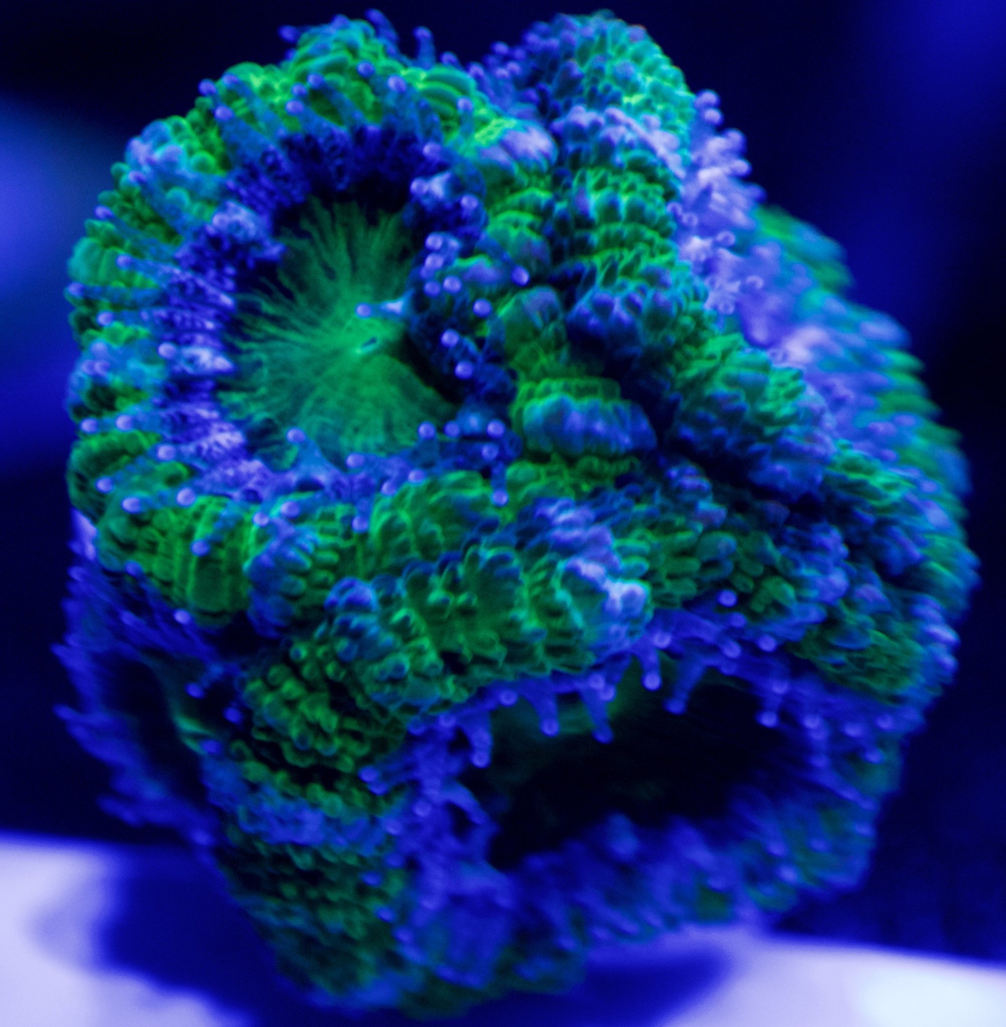 GreenBlueAcan