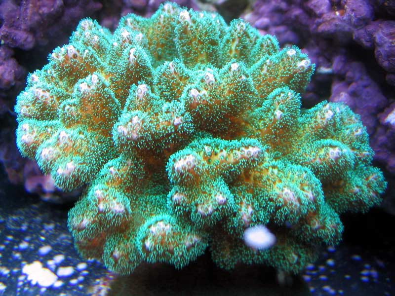 Greenpocillopora