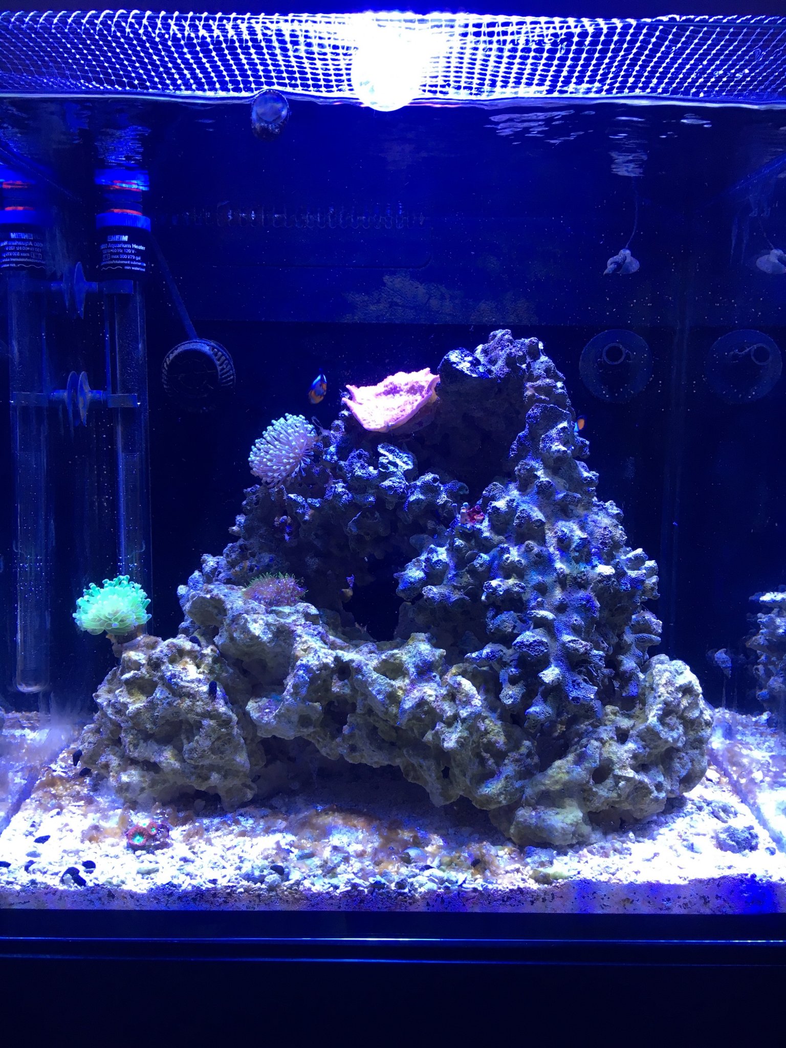 Greg's Mixed Reef