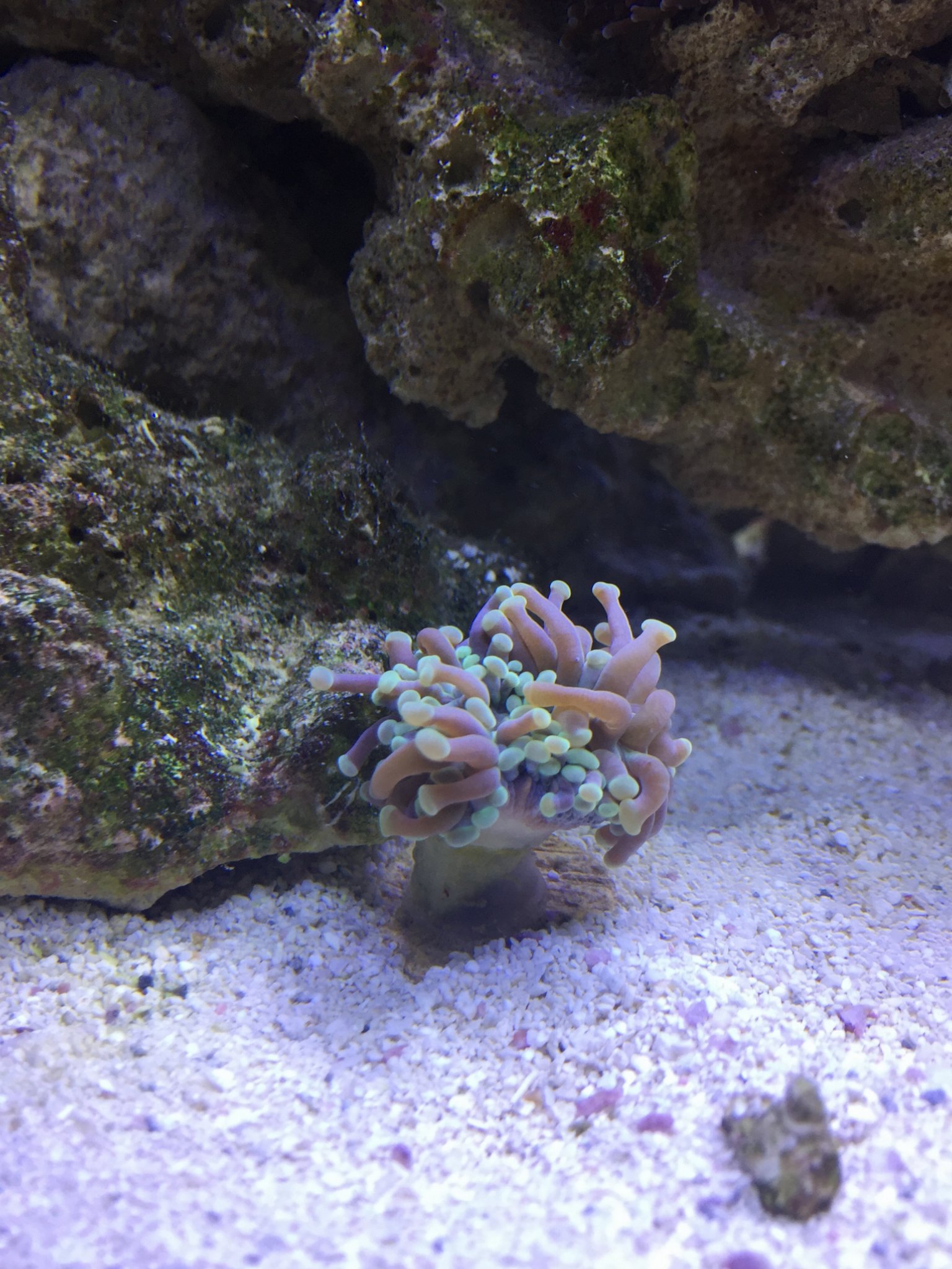 Hammer coral