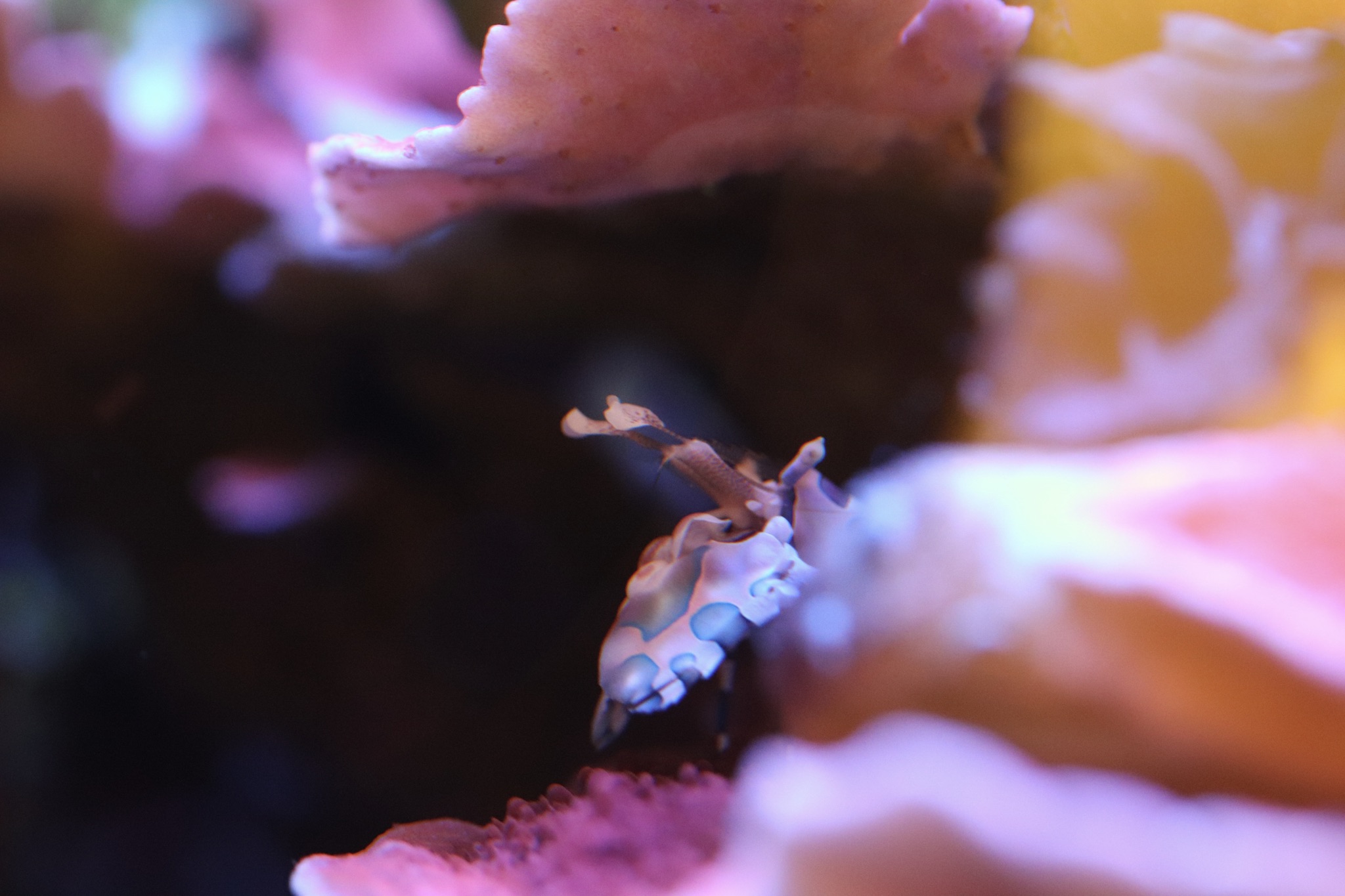 Harlequin shrimp peaking out of montipora